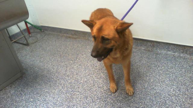 Adoptable Dog
