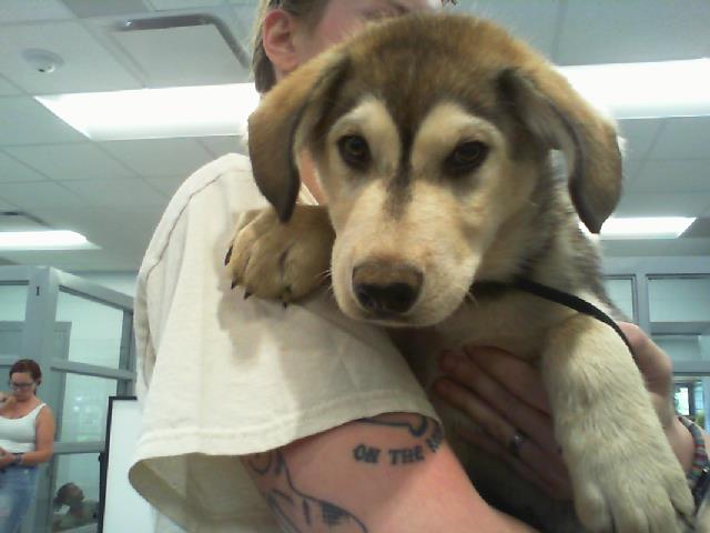 Adoptable Dog