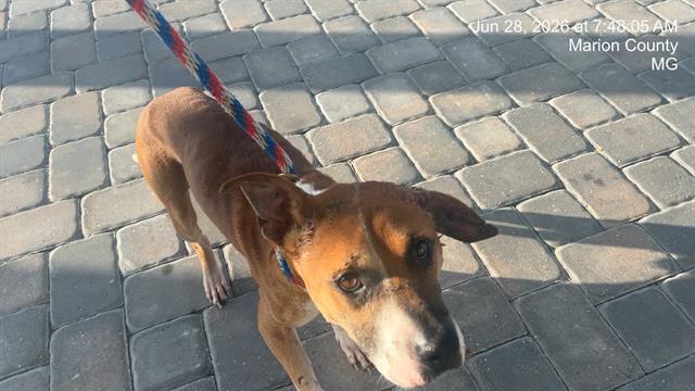 Adoptable Dog