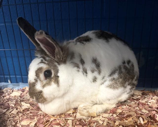 Cinna-Bun