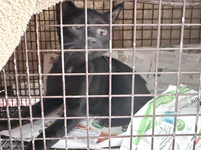 Adoptable Cat