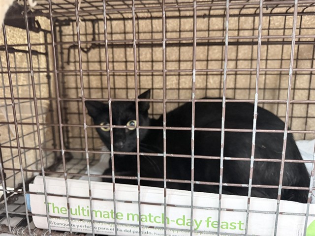 Adoptable Cat