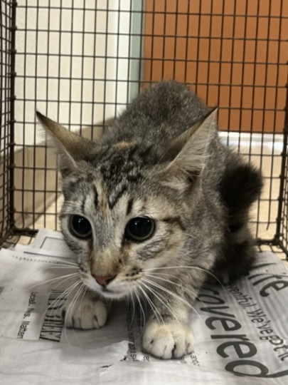 Adoptable Cat