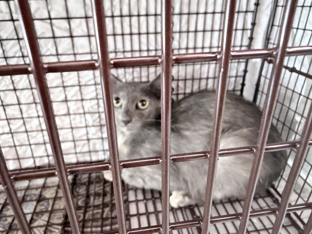 Adoptable Cat