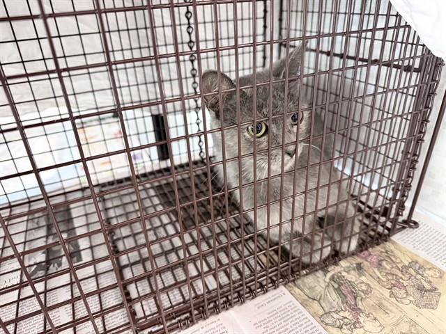 Adoptable Cat