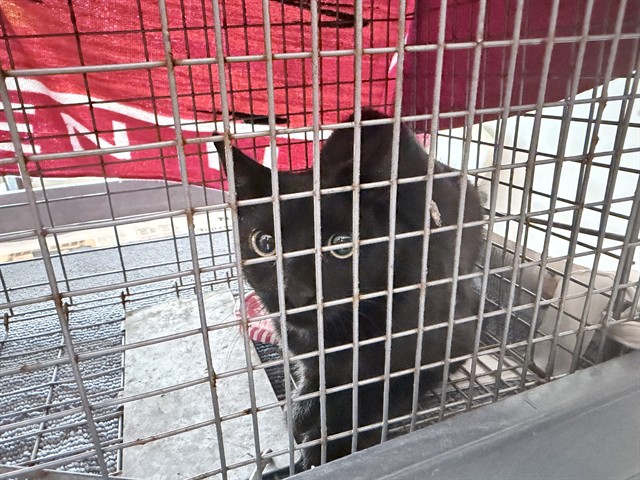 Adoptable Cat