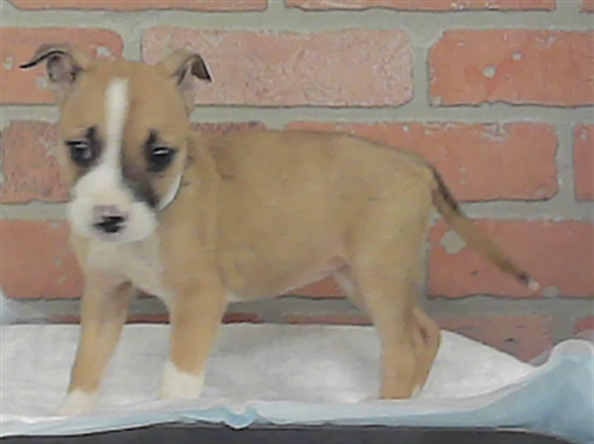 Adoptable Dog