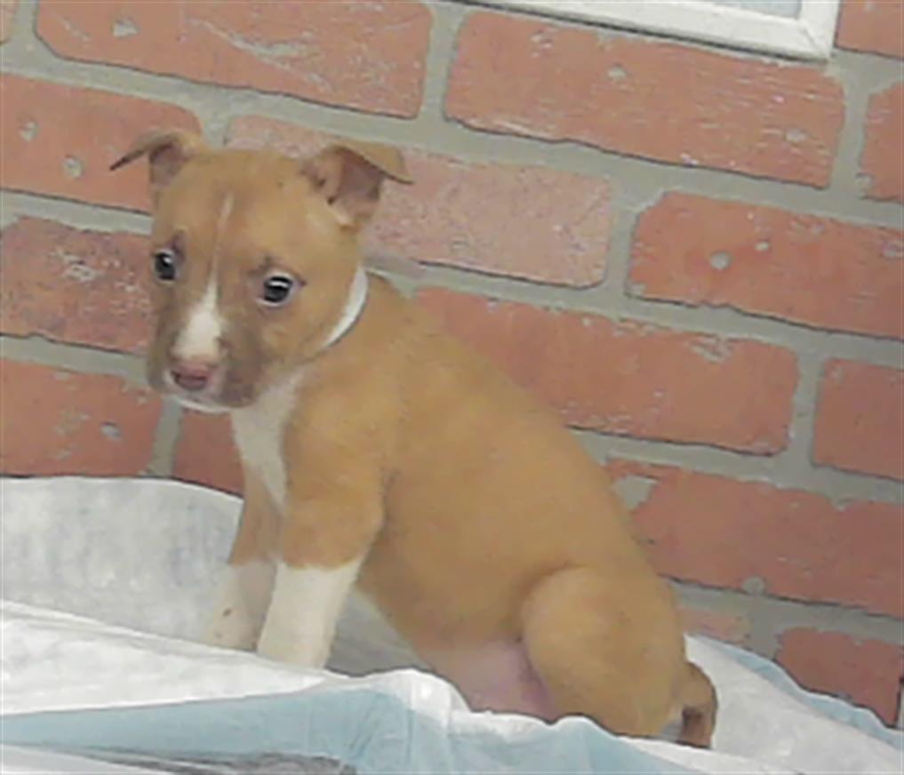 Adoptable Dog