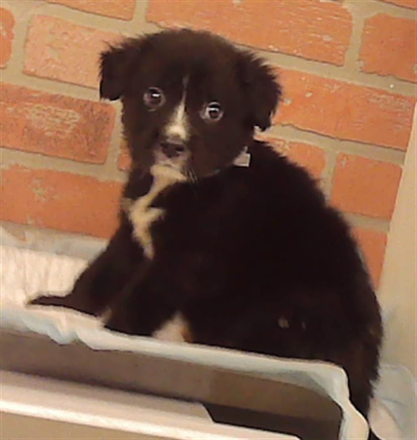 Adoptable Dog