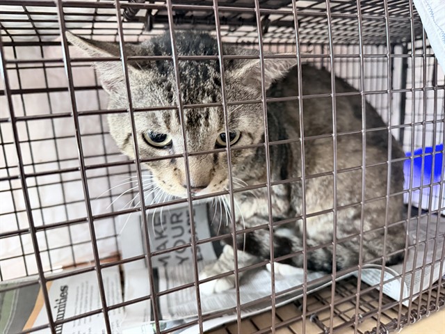 Adoptable Cat