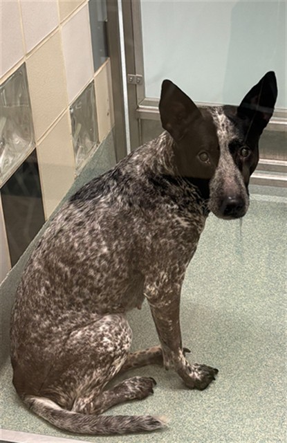 Adoptable Dog