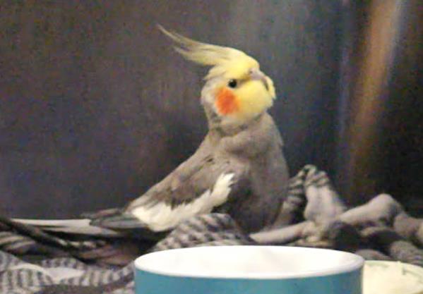 Harvey