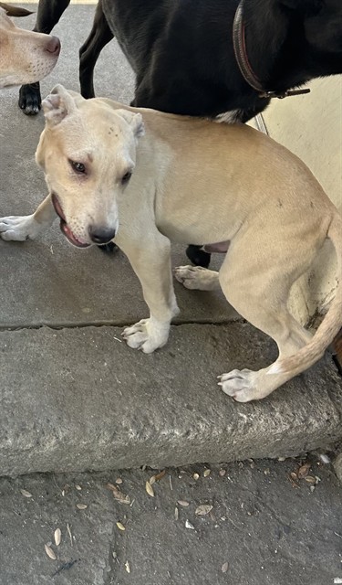 Estrella