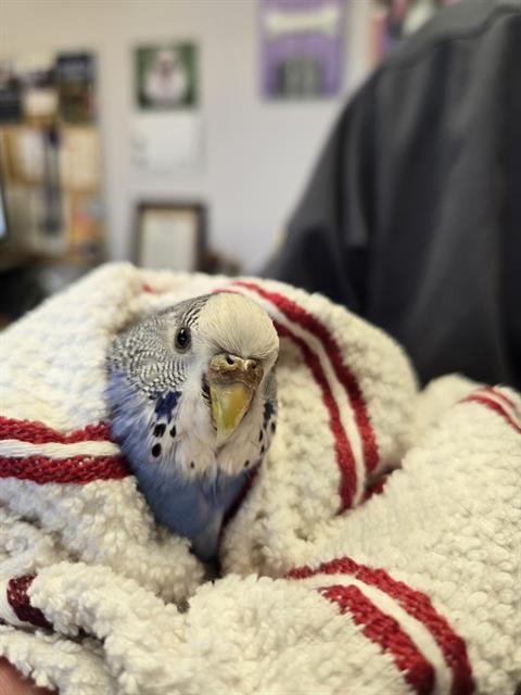 Ms. Peacock