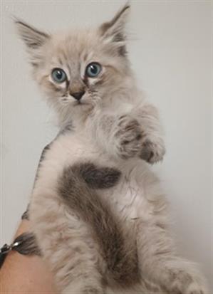 *Peanut