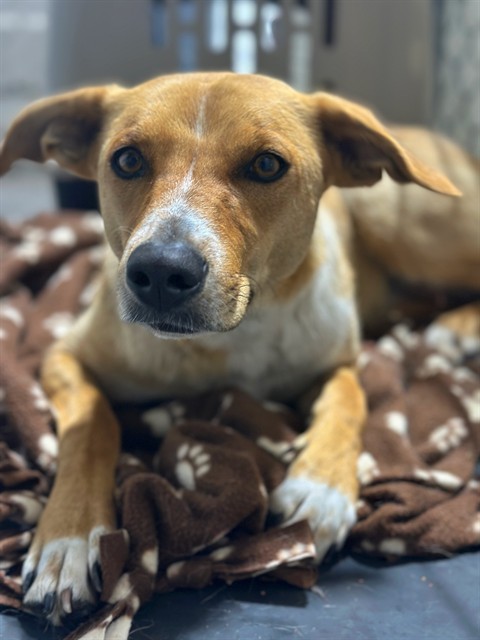 Adoptable Dog