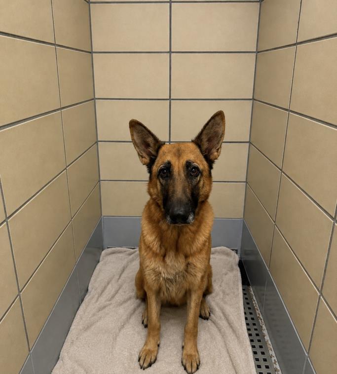 Adoptable Dog
