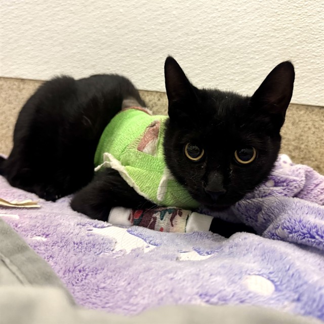 Salem