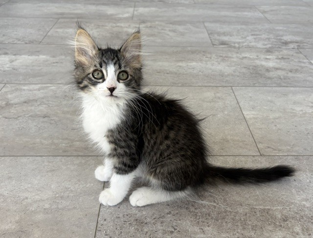 Aristocat*