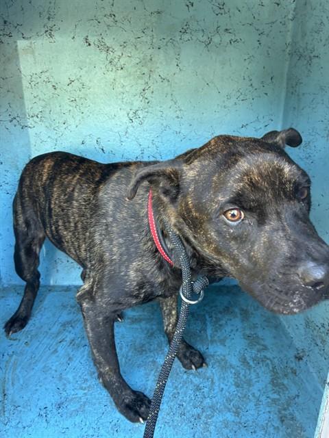Shelter Staff Named Me *Haymitch