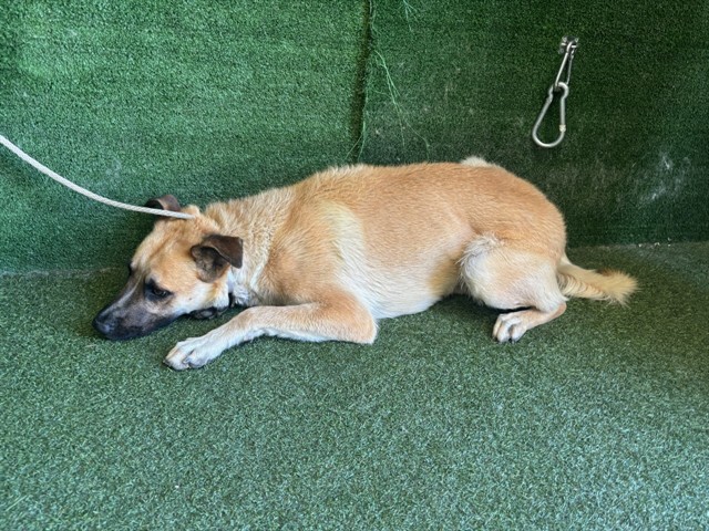 Adoptable Dog