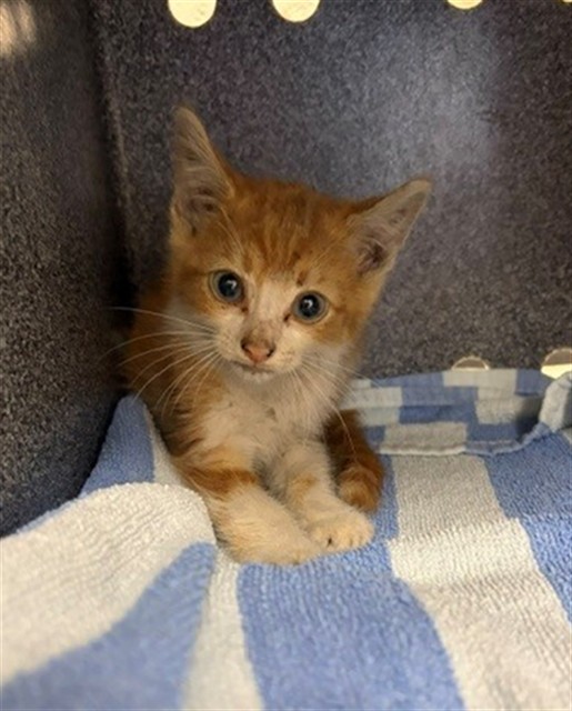 Adoptable Cat