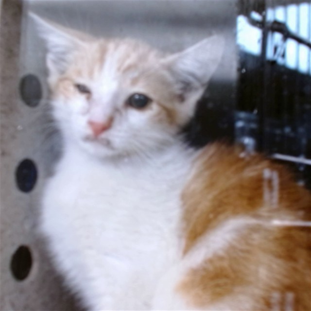 Med Adopt Skittle