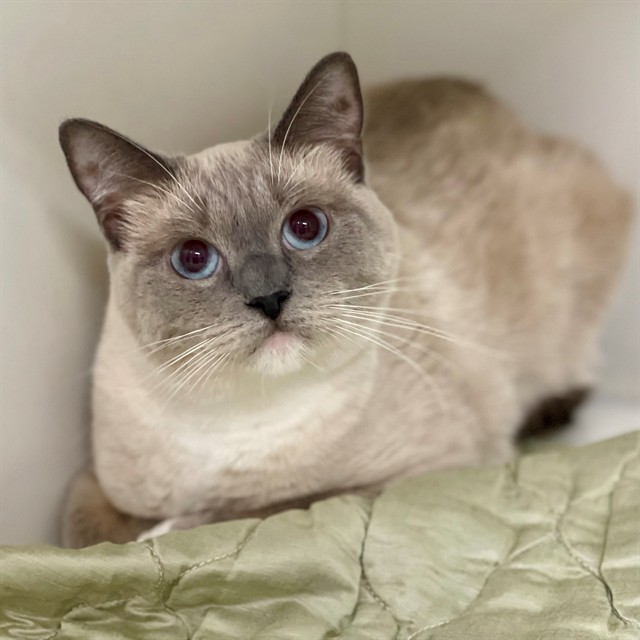 Pheobe