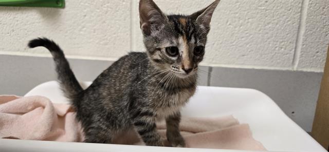 Abigail