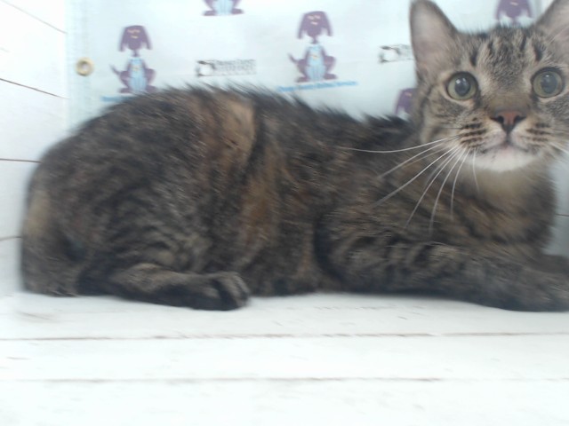 Dexter