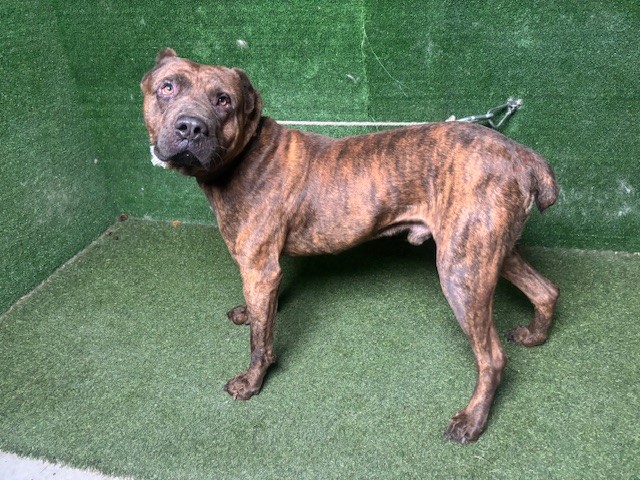Adoptable Dog