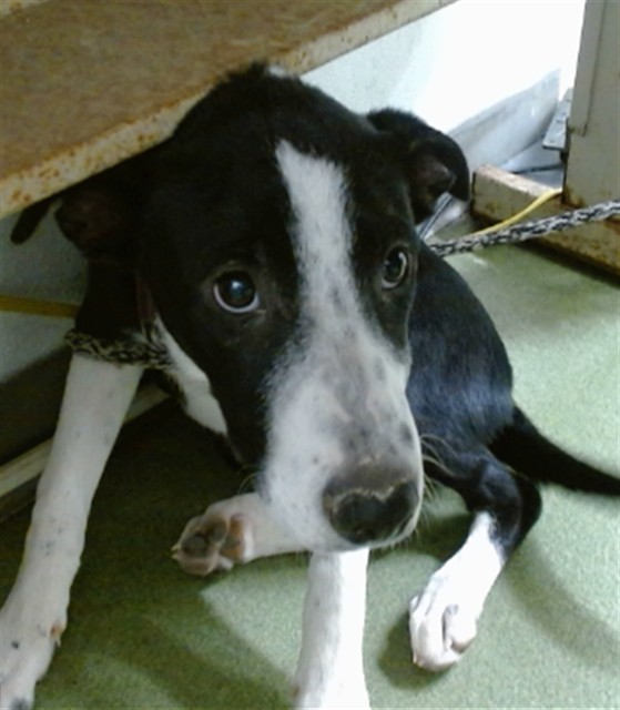 Urgent Med Adopt Sooty
