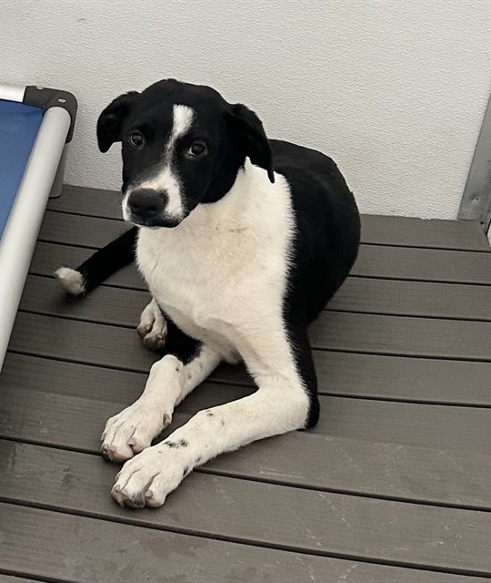 Urgent Med Adopt Desiree