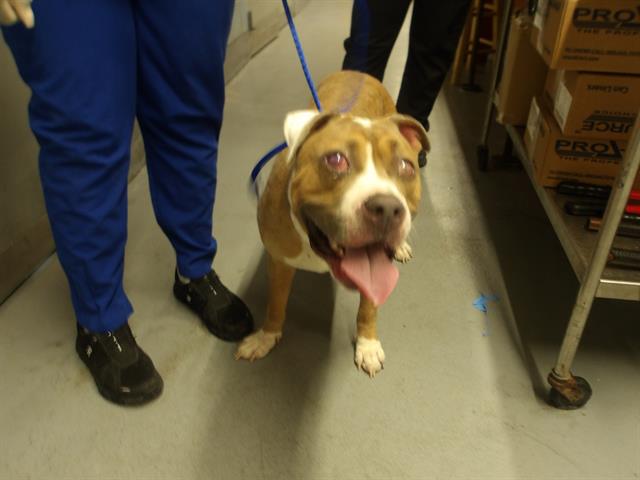 Adoptable Dog
