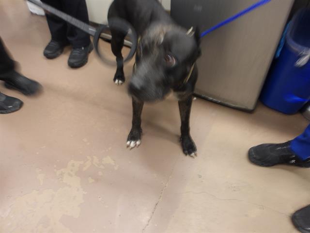 Adoptable Dog