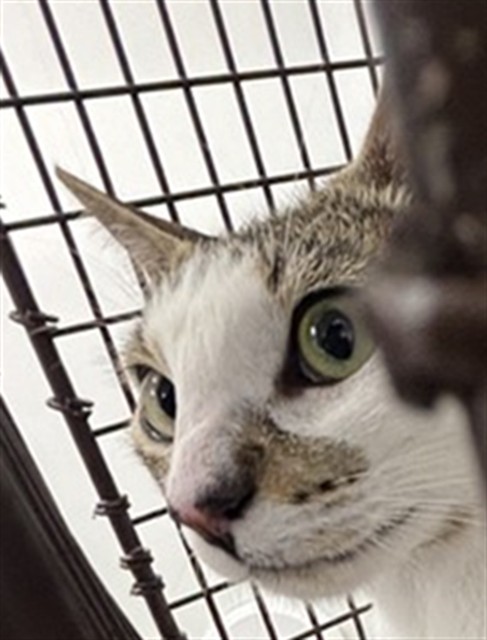 Adoptable Cat