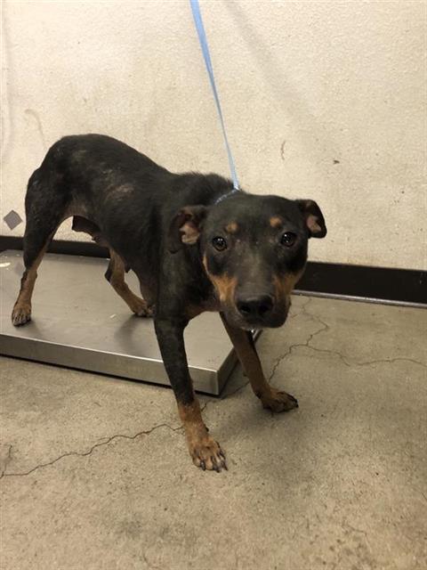 Adoptable Dog