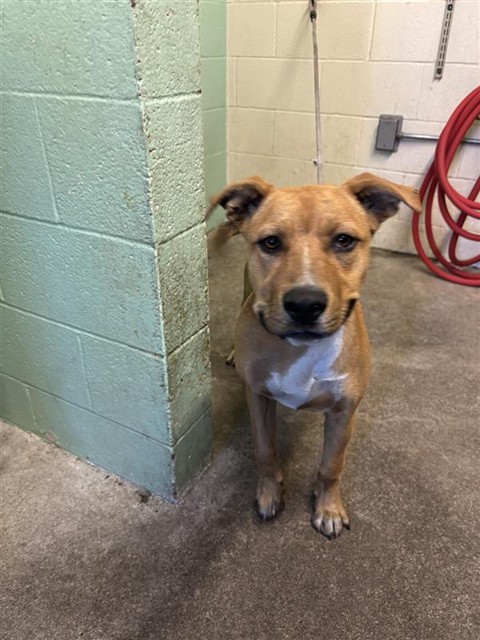 Adoptable Dog