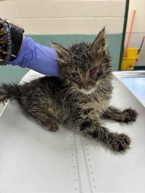 Adoptable Cat