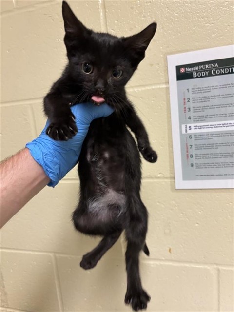 Adoptable Cat