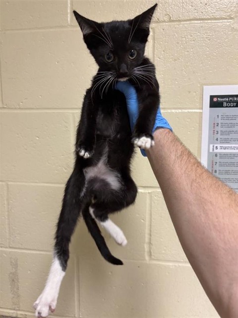 Adoptable Cat