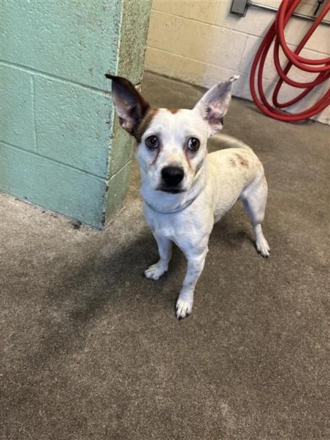 Adoptable Dog