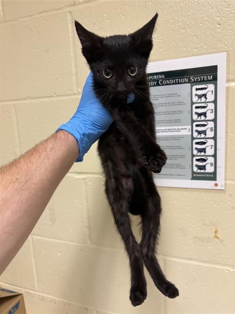 Adoptable Cat