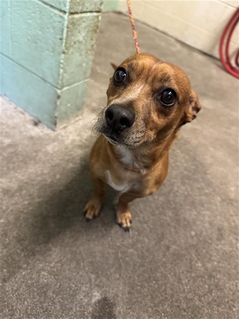 Adoptable Dog