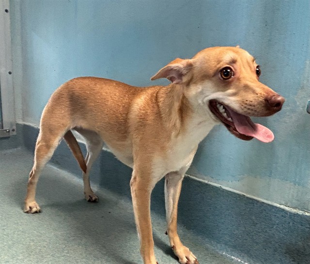 Adoptable Dog