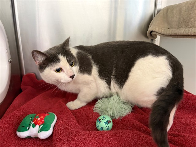 Adoptable Cat