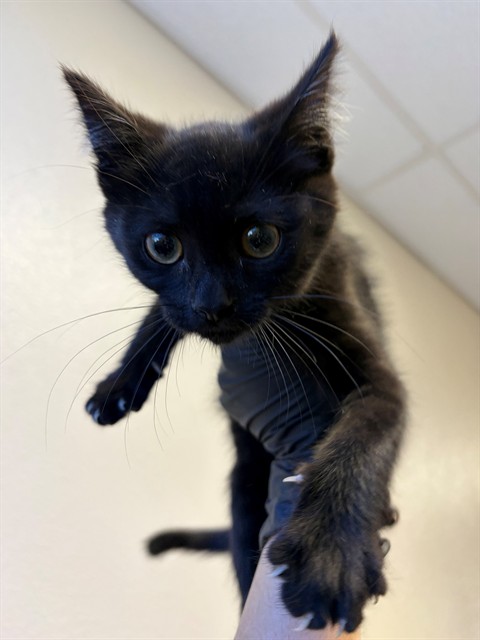 Adoptable Cat