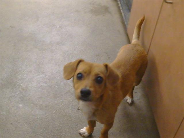 Adoptable Dog