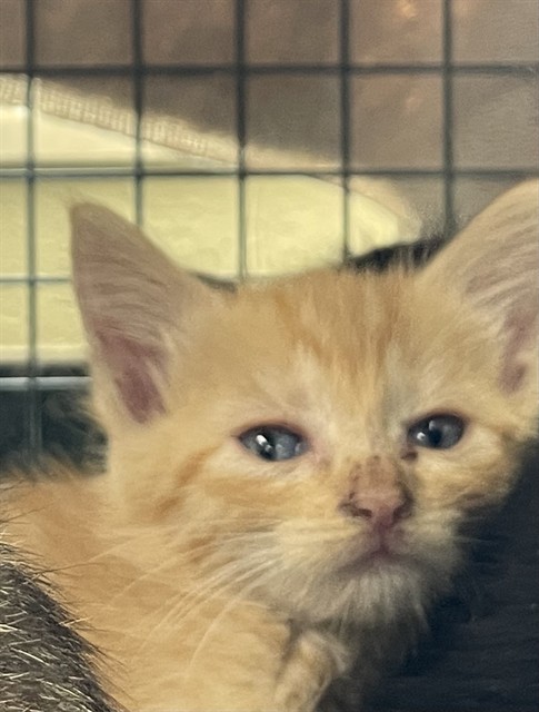 Castiel