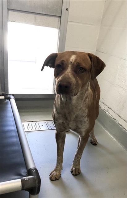 Adoptable Dog